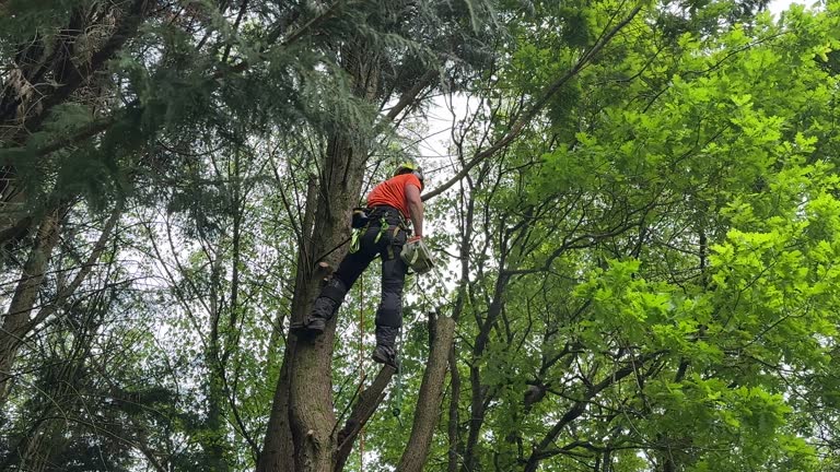 Reliable Princes Lakes, IN Tree Services Solutions